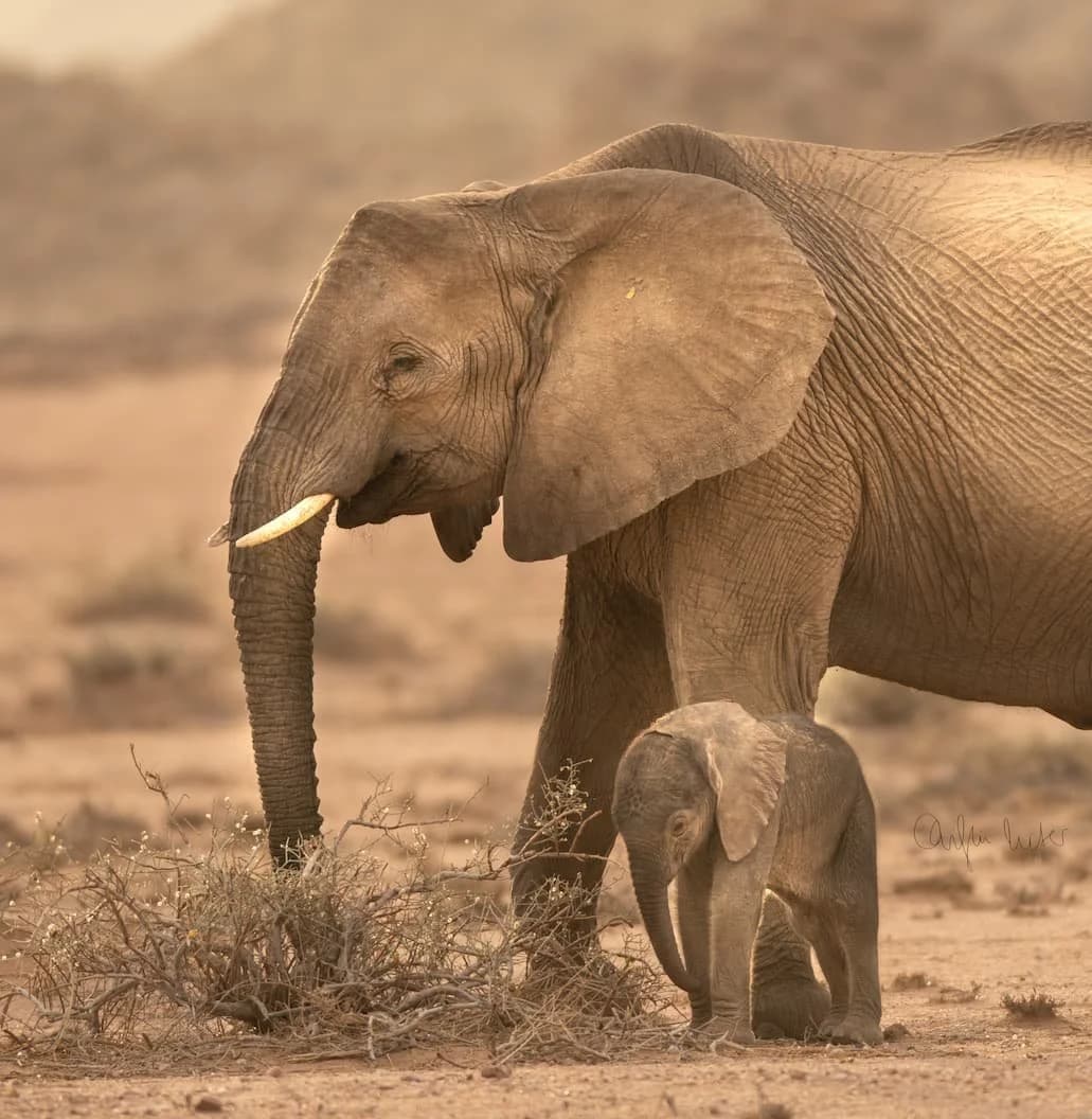 Elephant-Human Relations Aid